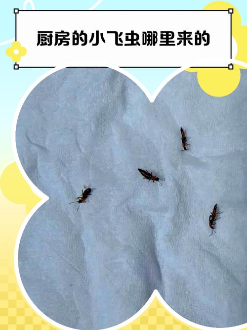 厨房有虫子是什么原因？厨房有虫怎么办能除根？-第4张图片-屿企百科网