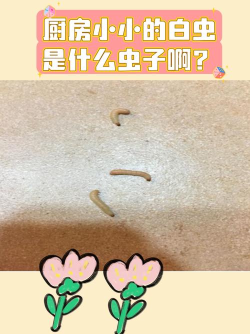 厨房有虫子是什么原因？厨房有虫怎么办能除根？-第6张图片-屿企百科网