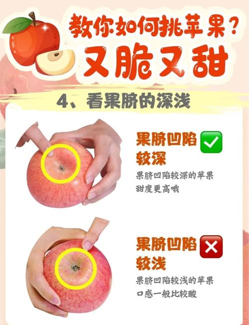 苹果是什么季节成熟，苹果是什么季节的?几月份苹果成熟?？-第2张图片-屿企百科网