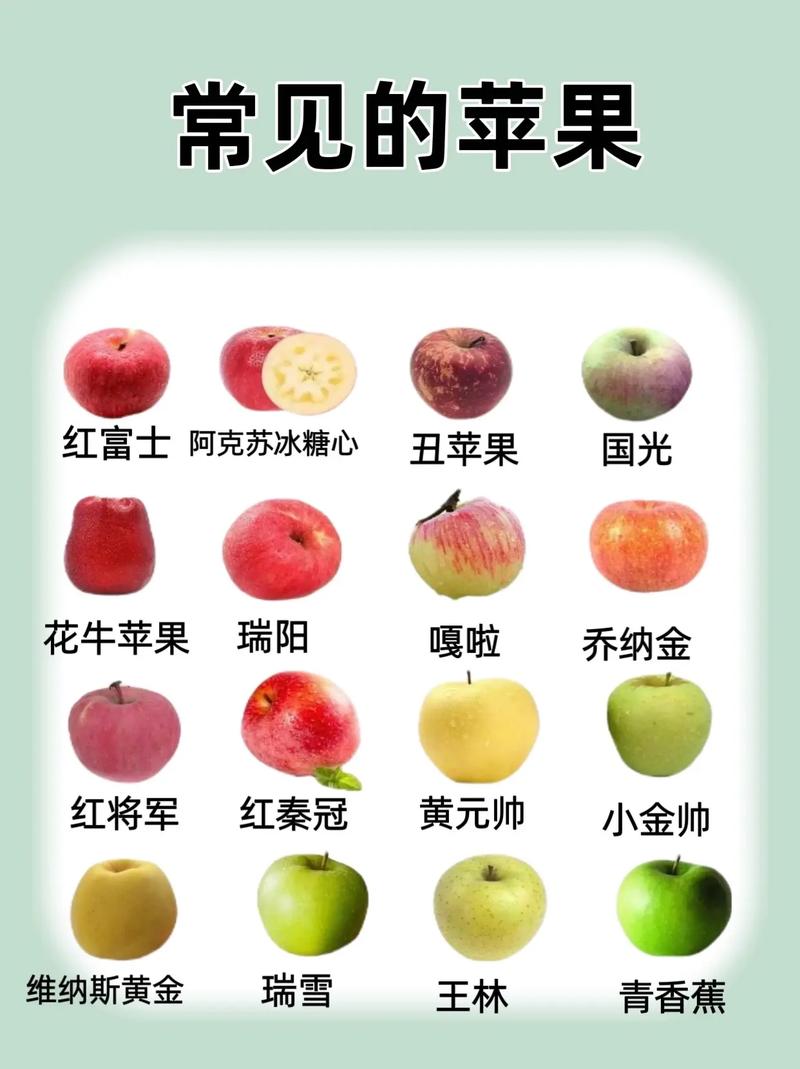 苹果是什么季节成熟，苹果是什么季节的?几月份苹果成熟?？-第5张图片-屿企百科网