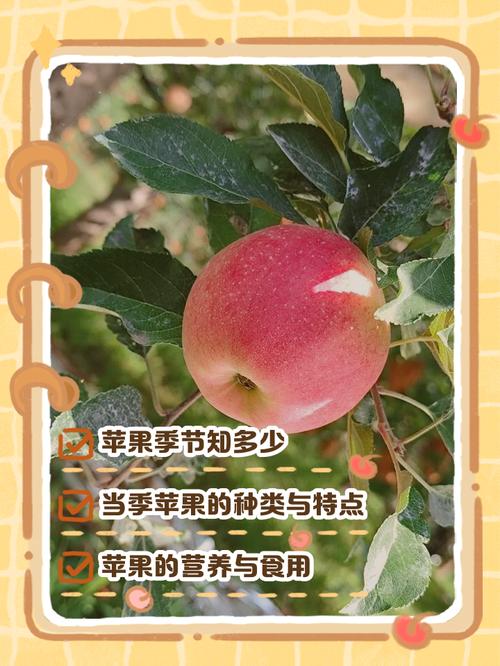 苹果是什么季节成熟，苹果是什么季节的?几月份苹果成熟?？-第7张图片-屿企百科网