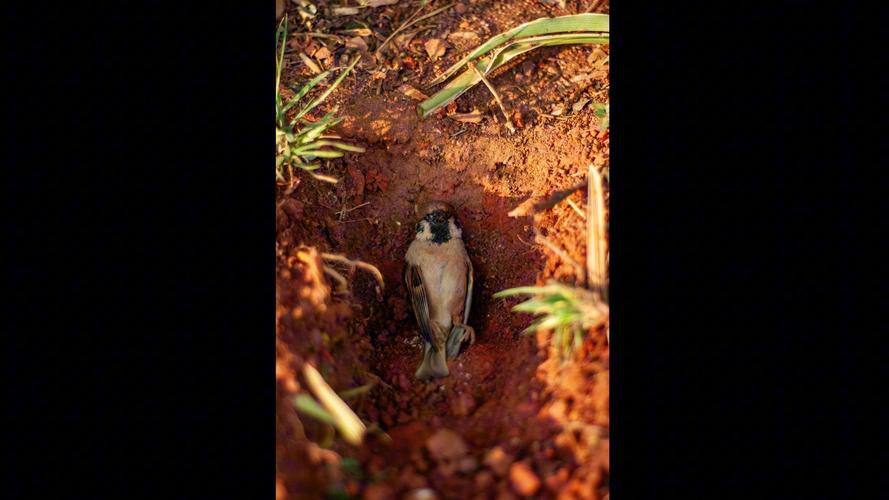 鸟死了为什么不能埋，鸟死了为什么不可以埋