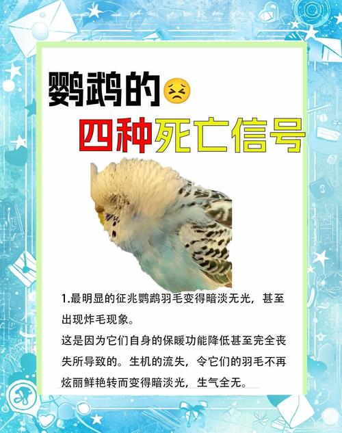 鸟死了为什么不能埋，鸟死了为什么不可以埋-第2张图片-屿企百科网