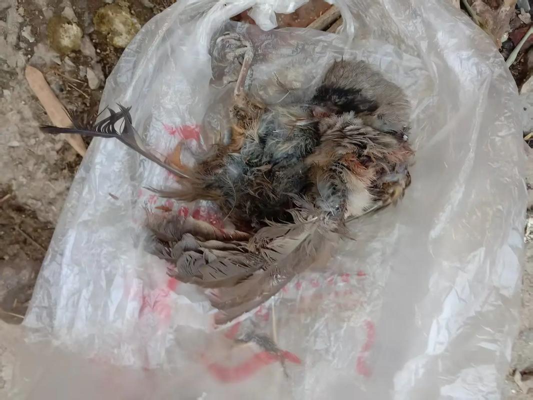 鸟死了为什么不能埋，鸟死了为什么不可以埋-第4张图片-屿企百科网