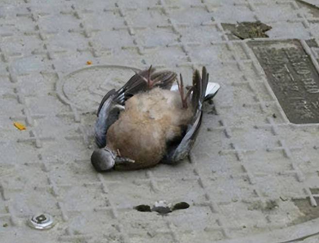 鸟死了为什么不能埋，鸟死了为什么不可以埋-第5张图片-屿企百科网