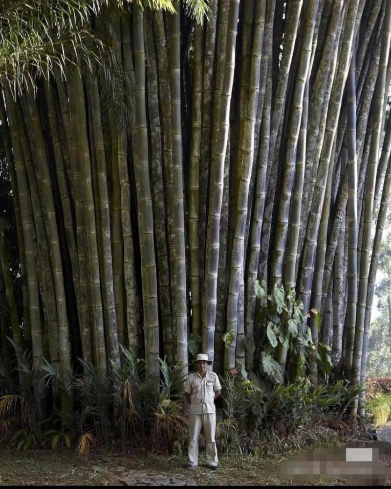 巨龙竹长什么样，世界上最大的竹子品种是什么，巨龙竹产地在哪里-第1张图片-屿企百科网