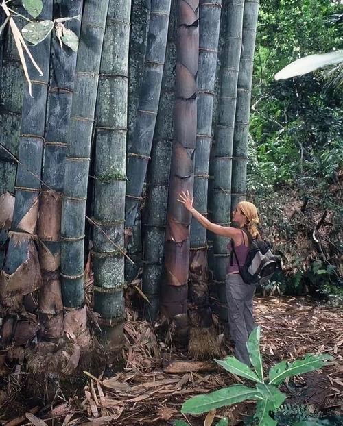 巨龙竹长什么样，世界上最大的竹子品种是什么，巨龙竹产地在哪里-第2张图片-屿企百科网