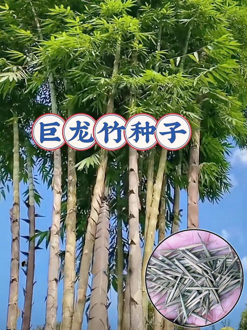 巨龙竹长什么样，世界上最大的竹子品种是什么，巨龙竹产地在哪里-第3张图片-屿企百科网