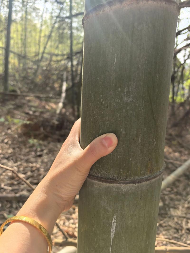 巨龙竹长什么样，世界上最大的竹子品种是什么，巨龙竹产地在哪里-第4张图片-屿企百科网