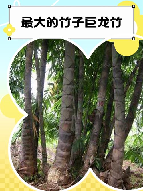巨龙竹长什么样，世界上最大的竹子品种是什么，巨龙竹产地在哪里-第5张图片-屿企百科网