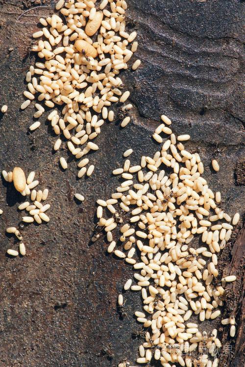 蚂蚁卵是什么样子的？蚂蚁卵的特征？-第1张图片-屿企百科网