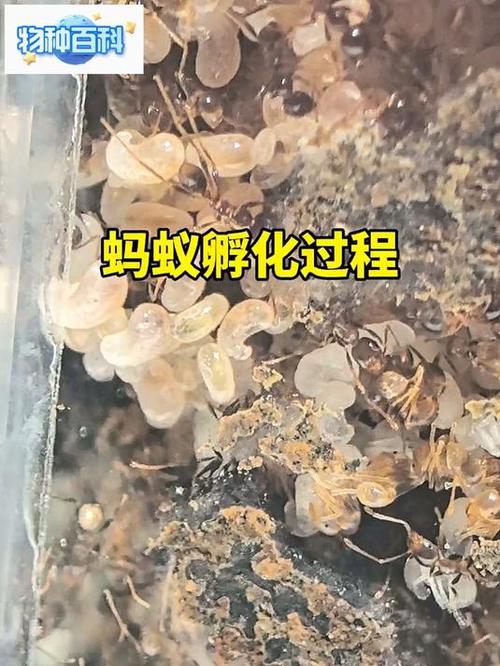 蚂蚁卵是什么样子的？蚂蚁卵的特征？-第2张图片-屿企百科网