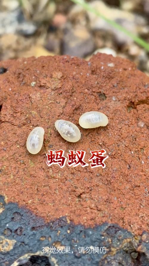 蚂蚁卵是什么样子的？蚂蚁卵的特征？-第3张图片-屿企百科网