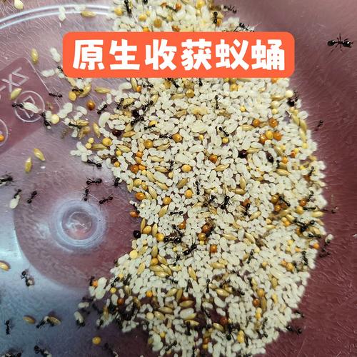 蚂蚁卵是什么样子的？蚂蚁卵的特征？-第4张图片-屿企百科网