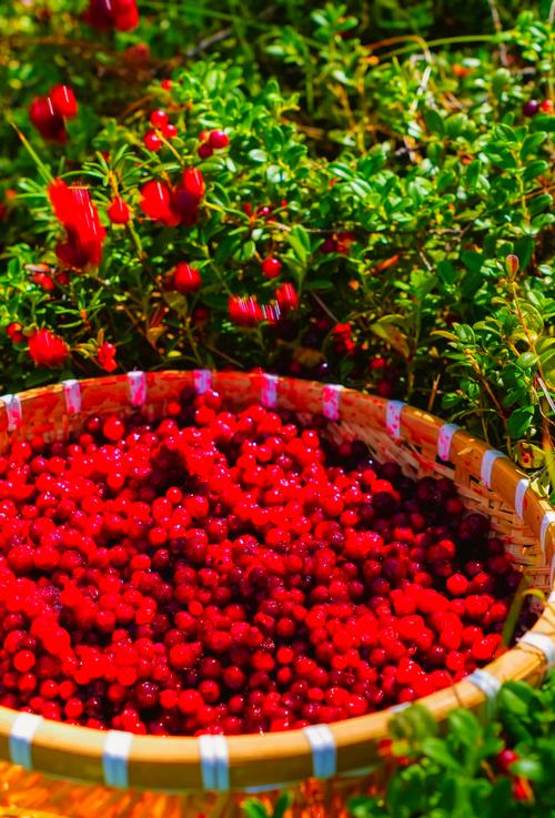 蔓越莓是什么水果,蔓越莓一斤多少元?-第1张图片-屿企百科网 蔓越莓是什么水果,蔓越莓一斤多少元?-第1张图片-屿企百科网