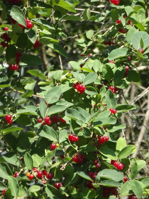 蔓越莓是什么水果,蔓越莓一斤多少元?-第3张图片-屿企百科网 蔓越莓是什么水果,蔓越莓一斤多少元?-第3张图片-屿企百科网