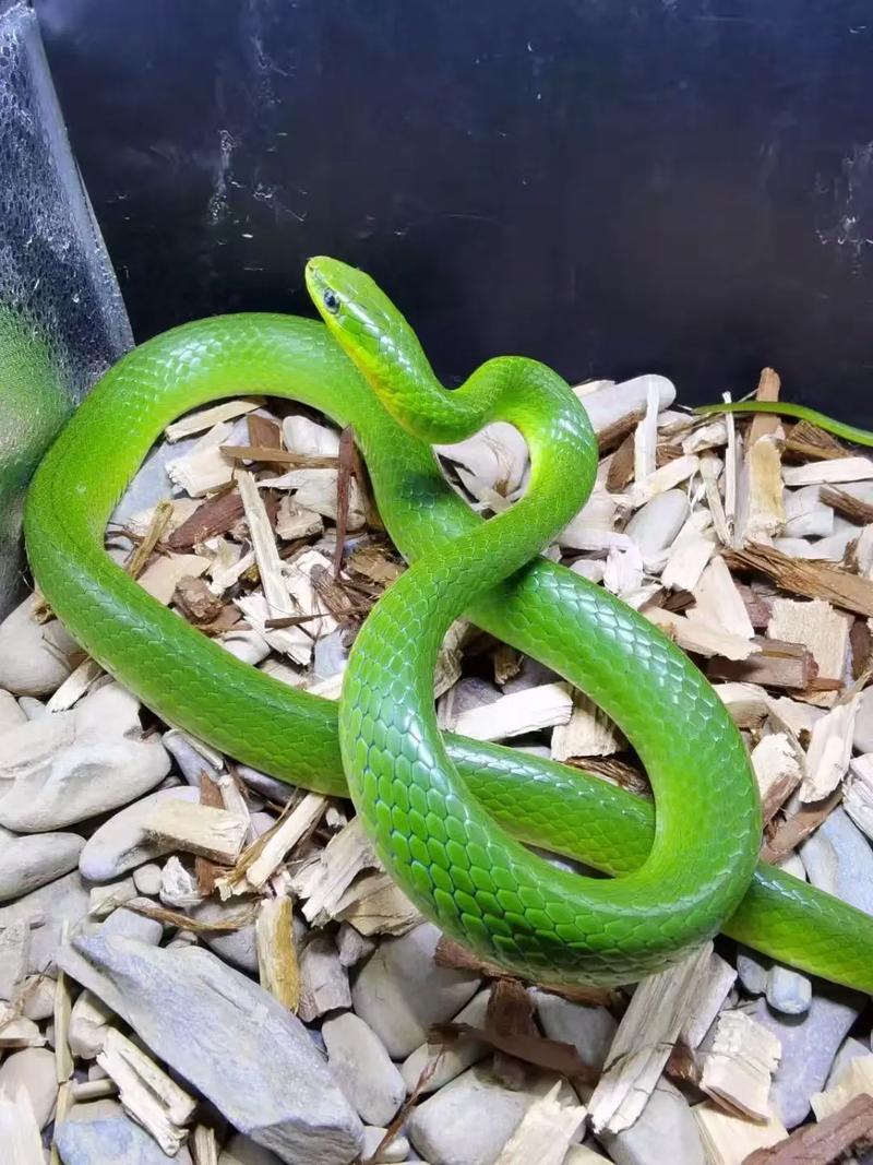 翠青蛇为什么是暴毙王，翠青蛇是什么品种-第2张图片-屿企百科网