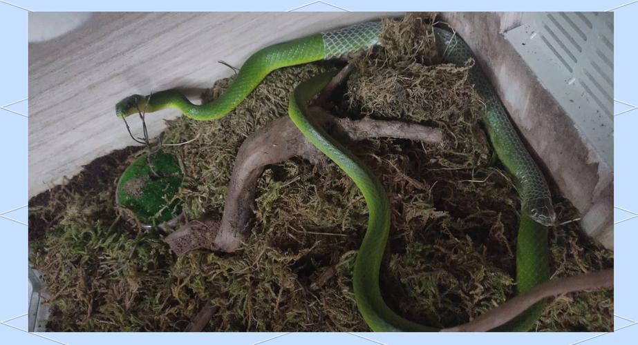 翠青蛇为什么是暴毙王，翠青蛇是什么品种-第4张图片-屿企百科网