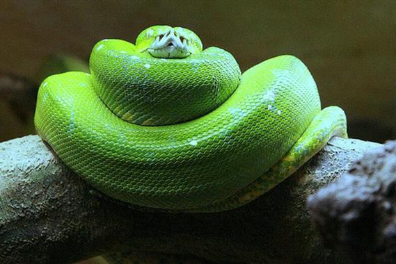 翠青蛇为什么是暴毙王，翠青蛇是什么品种-第5张图片-屿企百科网