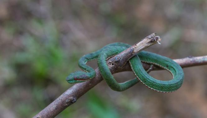 翠青蛇为什么是暴毙王，翠青蛇是什么品种-第6张图片-屿企百科网