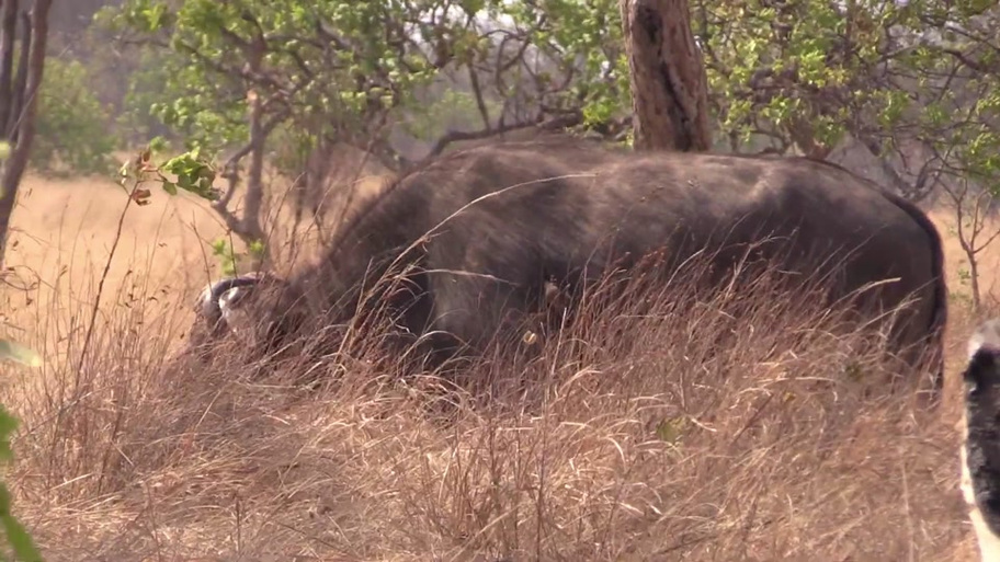 野牛的天敌是什么动物,野牛很厉害吗?-第1张图片-屿企百科网 野牛的天敌是什么动物,野牛很厉害吗?-第1张图片-屿企百科网