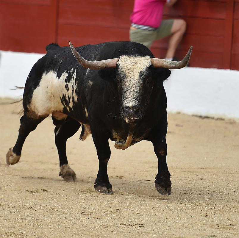 野牛的天敌是什么动物,野牛很厉害吗?-第2张图片-屿企百科网 野牛的天敌是什么动物,野牛很厉害吗?-第2张图片-屿企百科网
