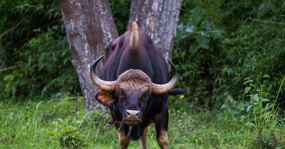 野牛的天敌是什么动物,野牛很厉害吗?-第5张图片-屿企百科网 野牛的天敌是什么动物,野牛很厉害吗?-第5张图片-屿企百科网