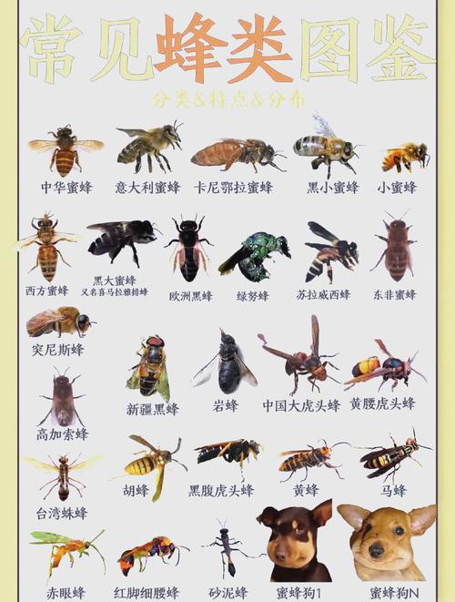蜜蜂为什么会蜇人，不小心被蜜蜂蜇伤怎么处理最有效？蜜蜂为啥蜇人？-第2张图片-屿企百科网