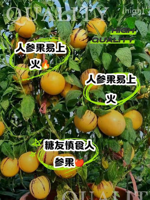 为什么说人参果很毒？人参果中间芯能吃吗？-第2张图片-屿企百科网