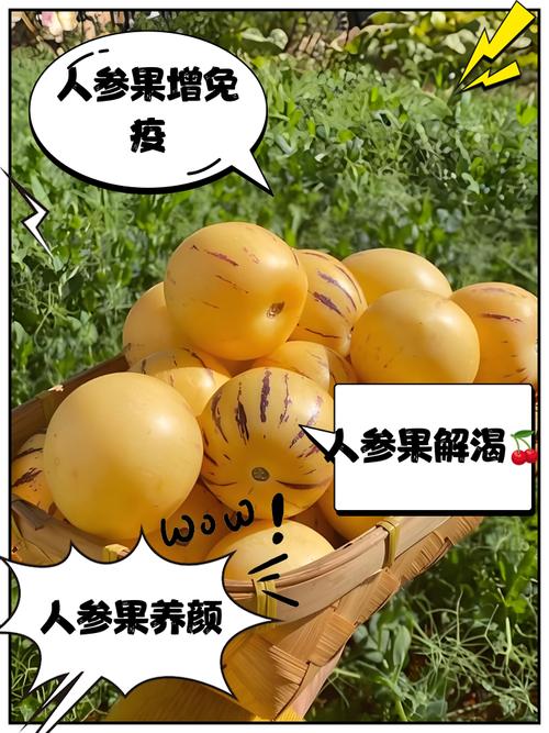 为什么说人参果很毒？人参果中间芯能吃吗？-第6张图片-屿企百科网