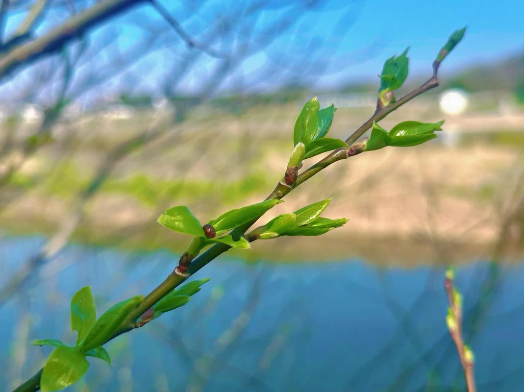 万物复苏是什么季节?万物复苏表示什么季节?-第1张图片-屿企百科网 万物复苏是什么季节?万物复苏表示什么季节?-第1张图片-屿企百科网