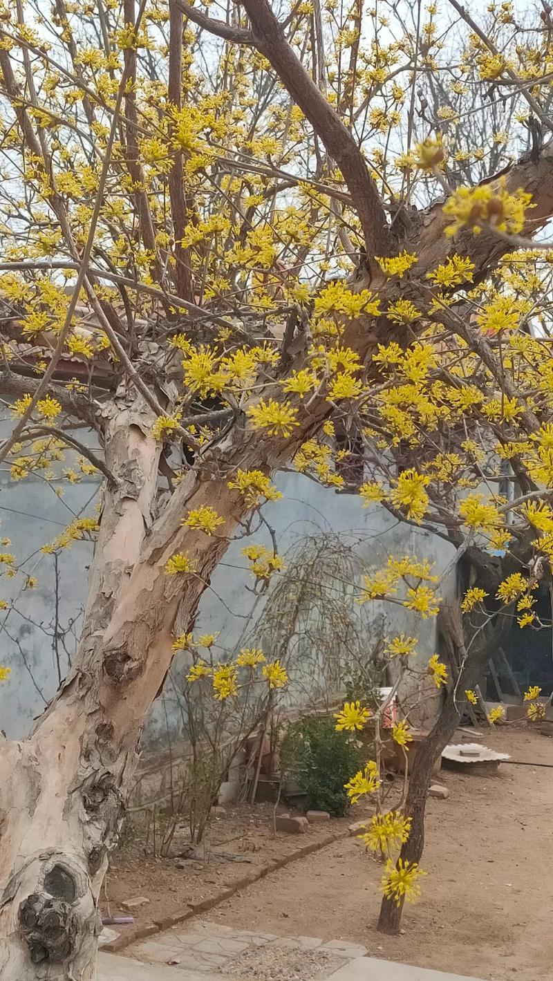 万物复苏是什么季节?万物复苏表示什么季节?-第3张图片-屿企百科网 万物复苏是什么季节?万物复苏表示什么季节?-第3张图片-屿企百科网