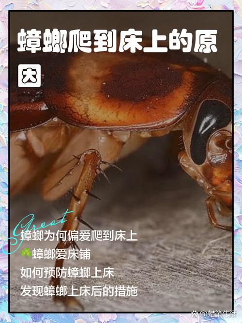 蟑螂为什么半夜会在人身上爬,蟑螂最怕三样东西?-第3张图片-屿企百科网 蟑螂为什么半夜会在人身上爬,蟑螂最怕三样东西?-第3张图片-屿企百科网