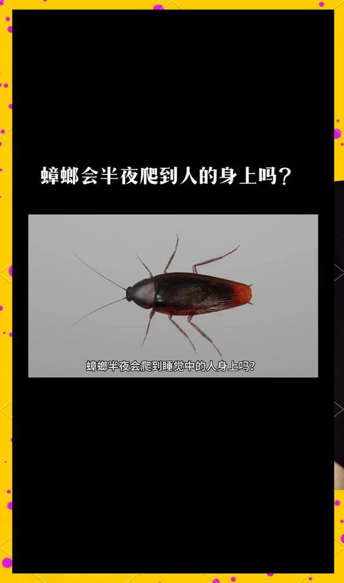 蟑螂为什么半夜会在人身上爬,蟑螂最怕三样东西?-第5张图片-屿企百科网 蟑螂为什么半夜会在人身上爬,蟑螂最怕三样东西?-第5张图片-屿企百科网