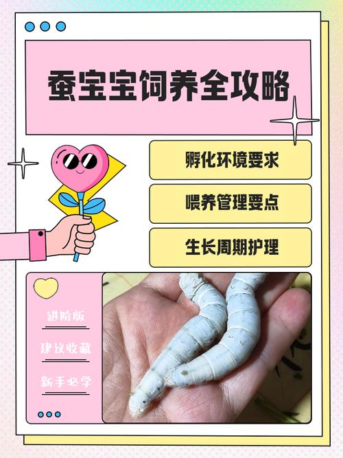 养蚕是什么季节，养蚕的季节从几月到几月份-第1张图片-屿企百科网