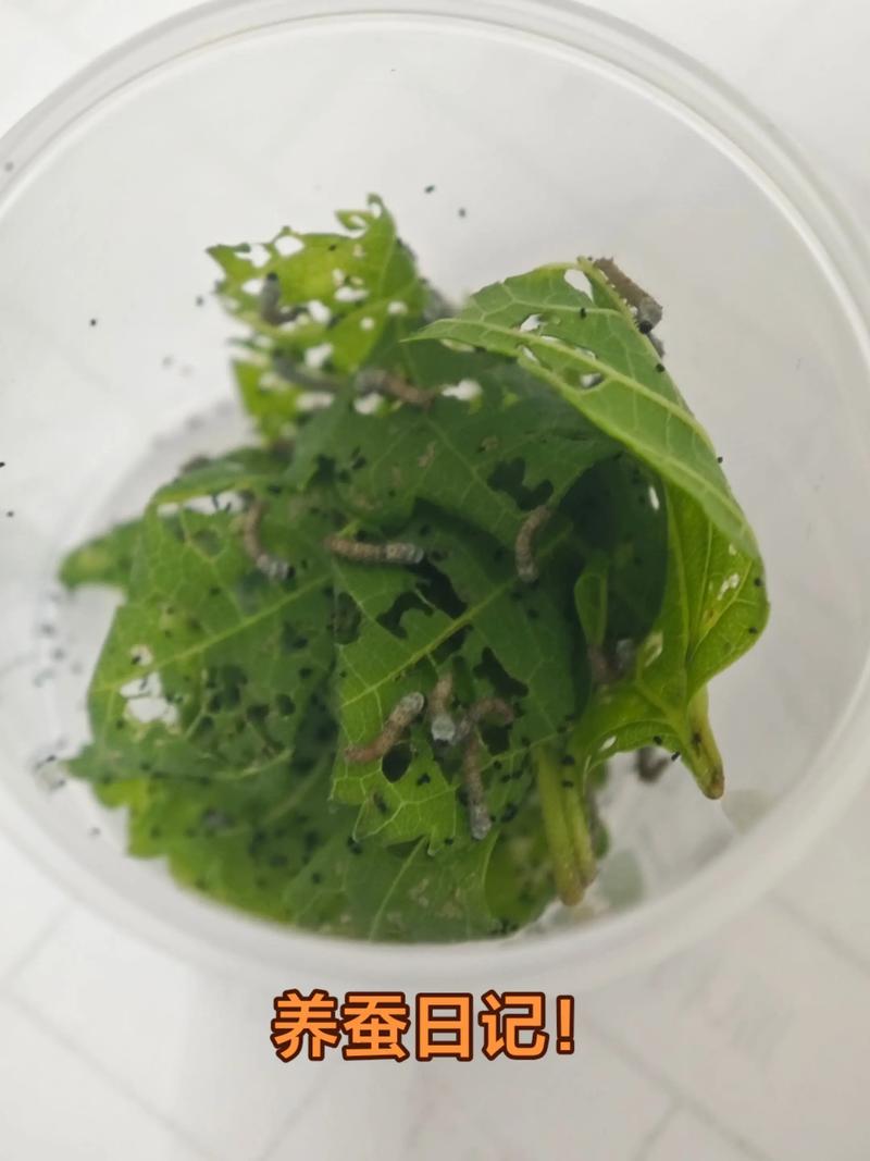 养蚕是什么季节，养蚕的季节从几月到几月份-第3张图片-屿企百科网