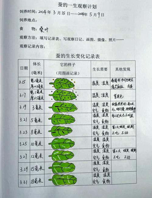 养蚕是什么季节，养蚕的季节从几月到几月份-第4张图片-屿企百科网