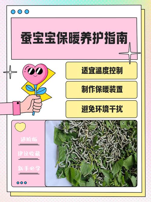 养蚕是什么季节，养蚕的季节从几月到几月份-第5张图片-屿企百科网