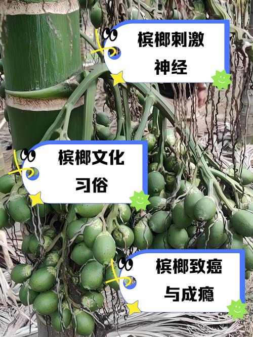 吃槟榔为什么会上瘾,吃槟榔的危害有哪些,吃槟榔为什么会上瘾,吃槟榔的危害有哪些呢?-第2张图片-屿企百科网 吃槟榔为什么会上瘾,吃槟榔的危害有哪些,吃槟榔为什么会上瘾,吃槟榔的危害有哪些呢?-第2张图片-屿企百科网