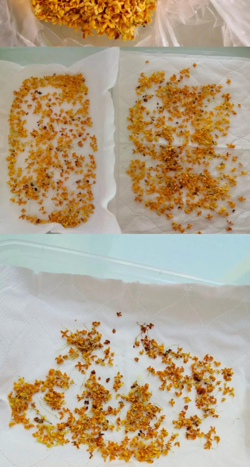 新鲜桂花怎么做桂花茶，新鲜桂花怎样做桂花茶？-第1张图片-屿企百科网