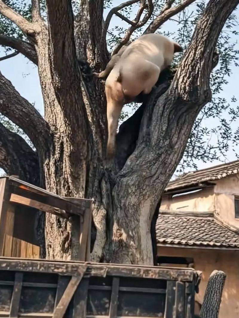 猪上树是暗示什么吗，猪上树是什么意思？猪上树是啥意思？-第5张图片-屿企百科网