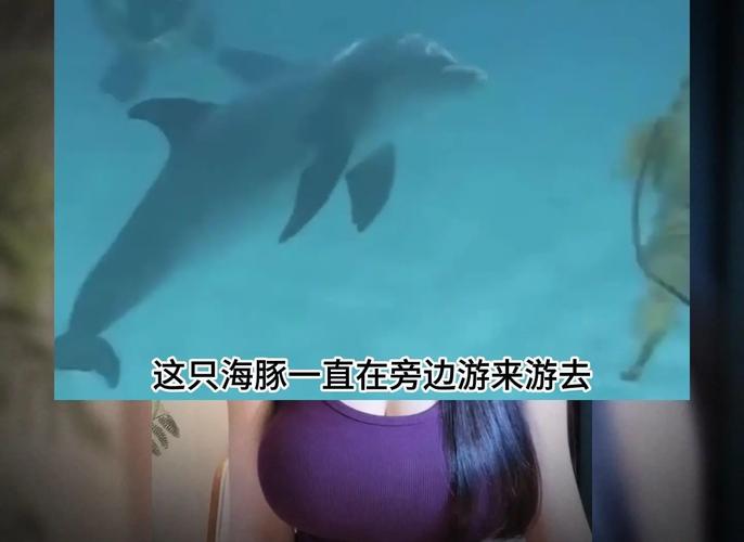 海豚为什么亲近人类,为什么海豚对人类有好感?-第2张图片-屿企百科网 海豚为什么亲近人类,为什么海豚对人类有好感?-第2张图片-屿企百科网