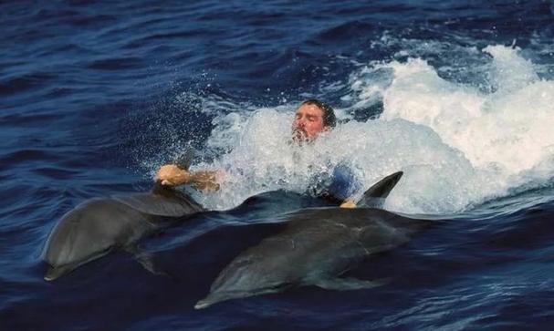 海豚为什么亲近人类,为什么海豚对人类有好感?-第5张图片-屿企百科网 海豚为什么亲近人类,为什么海豚对人类有好感?-第5张图片-屿企百科网