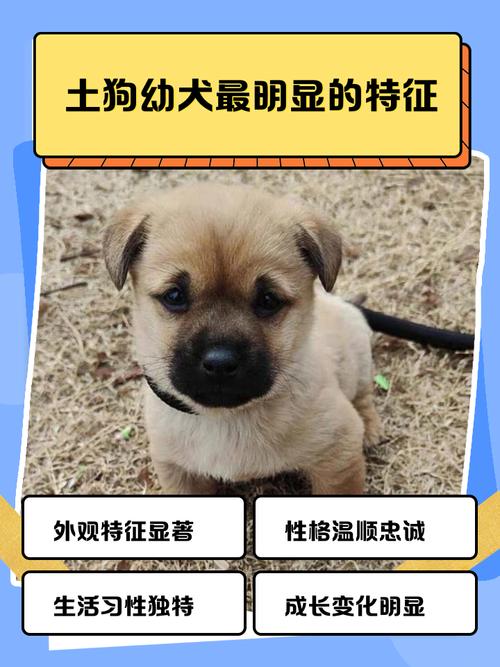 都市土狗是什么意思，都市土狗表情包-第4张图片-屿企百科网