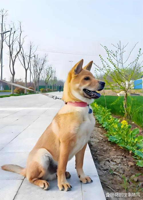 都市土狗是什么意思，都市土狗表情包-第6张图片-屿企百科网