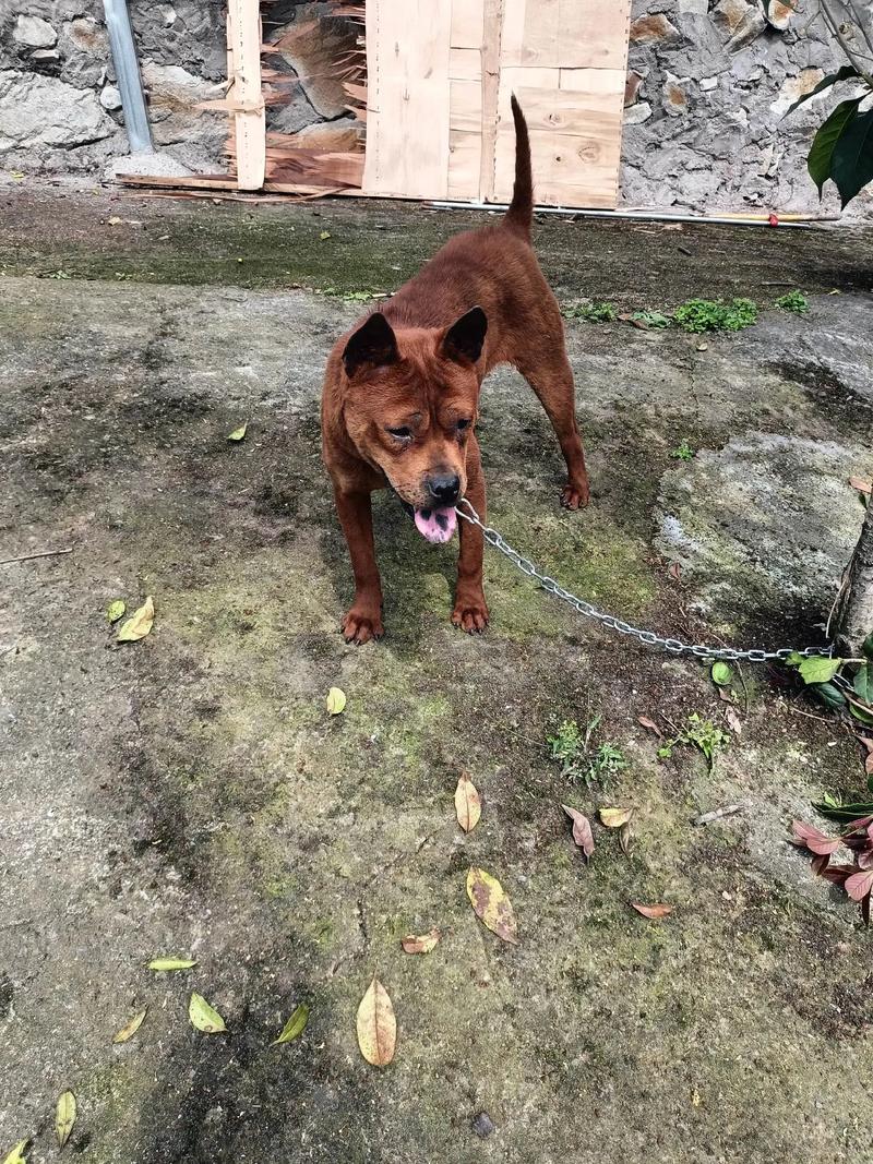 都市土狗是什么意思，都市土狗表情包-第7张图片-屿企百科网