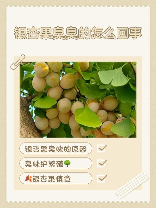 银杏果为什么是臭的，银杏果为啥这么臭-第1张图片-屿企百科网