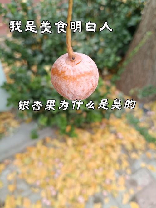 银杏果为什么是臭的，银杏果为啥这么臭-第2张图片-屿企百科网
