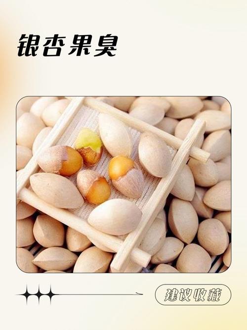 银杏果为什么是臭的，银杏果为啥这么臭-第6张图片-屿企百科网