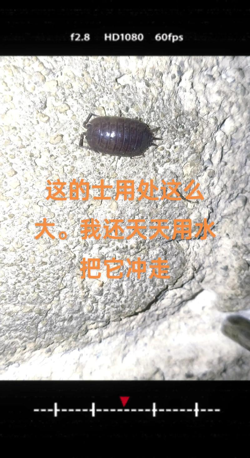 家里虫子多是什么原因，家里虫子多有什么兆头-第6张图片-屿企百科网